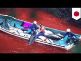 Pagpatay ng dolphins sa Taiji, Japan, natigil na sa wakas!