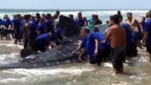 Nine-metre whale shark washes up on beach in Ecuador