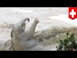 Baby elephant falls, is saved by parents in adorable act caught on video at Zurich zoo