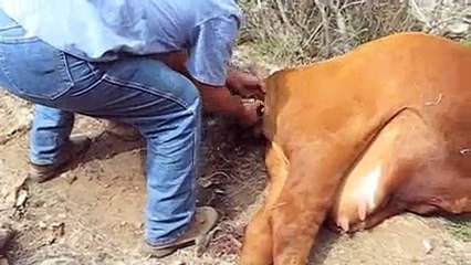 COW HAVING BIRTH (HOW TO GET CALF OUT)