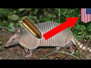 Gun fail: 9mm bullet ricochets off armadillo and hits shooter's mother-in-law