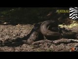 Anaconda eats man: Eaten Alive star wimps out on getting eaten alive by anaconda