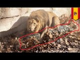 Neo-nazi mauled by lions: photos show racist, former police chief attacked by Barcelona Zoo’s lions