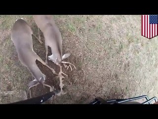 Tangled deer cut free and saved by Texas game warden