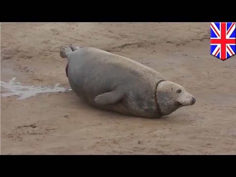Seal gives birth: Pregnant mother seal gives birth at Donna Nook National Nature Reserve