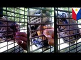 Kid feeding tigers chicken by hand at Zoobic Safari park in the Philippines