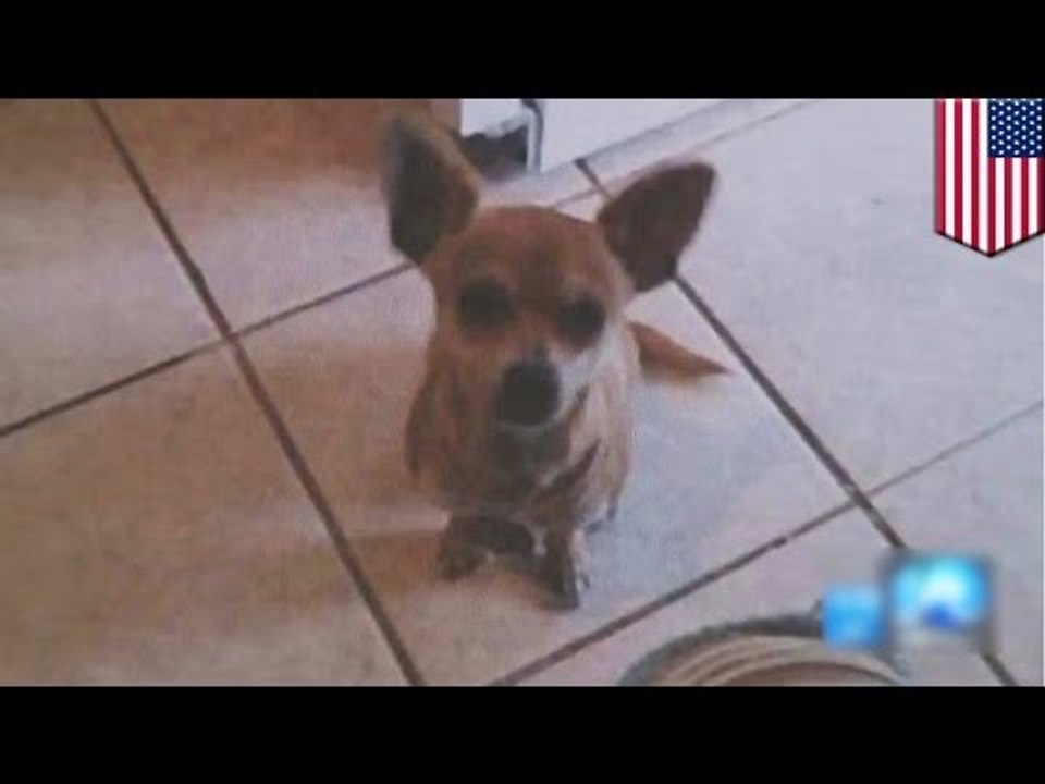 Animal abuse: PETA steals and kills family’s healthy beloved pet Chihuahua