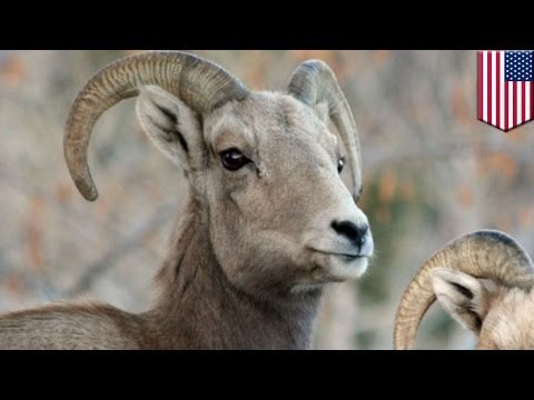 Bighorn sheep bolts from Los Angeles Zoo, killed in hit-and-run