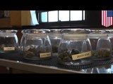 Sativa, Indica, Hybrid: Denver weed expert explains the different kinds of pot highs