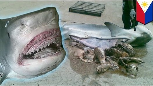 Shark eats man: Human remains pulled from tiger shark by Filipino
