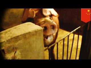 Man-eating pig kills farmer and takes a chunk out of his leg