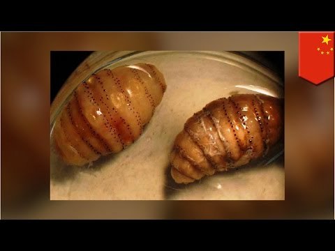 Human hosts: 20 tumbu fly maggots removed from under man’s skin after Africa trip