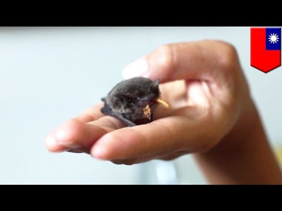 Cute animals videos: Pipi the bat says NOMNOMNOM