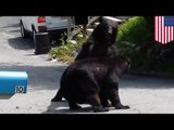 Bear Fight: New Jersey black bears behave like savages in caught on tape smackdown