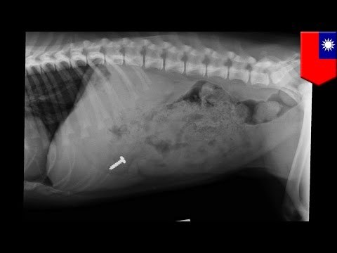 Tiny kitten abuser sentenced to $600 fine for animal cruelty in Taiwan