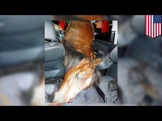 Head on collision: A Texas man slams into a man on a horse at night killing himself and the animal