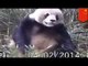 Dirty animals caught on camera: Footage shows giant panda caught jerkin’ himself in the wild