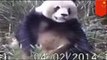 Dirty animals caught on camera: Footage shows giant panda caught jerkin’ himself in the wild