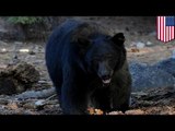 Bear eats dead man's body: Heart attack victim gets devoured by Californian black bear