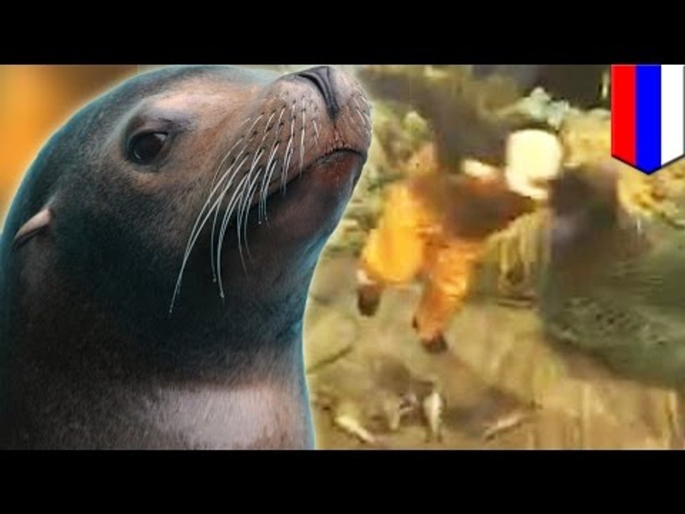 Sea lion attacks Russian fishermen and bites dog after being caught in their net