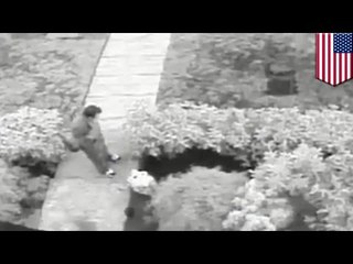 Public pooper: Man caught on camera crapping in garden sought by Seattle police