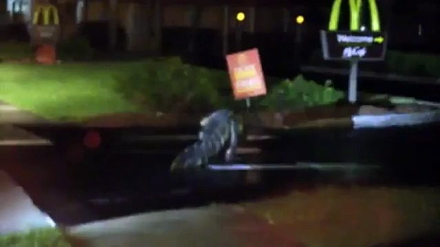 Advertisement 3 4 0 Share this Video Alligator Strolls Up To McDonalds For A Big Mac