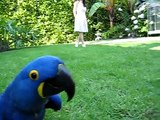 Blue Parrot (Hyacinth Macaw) chases girl
