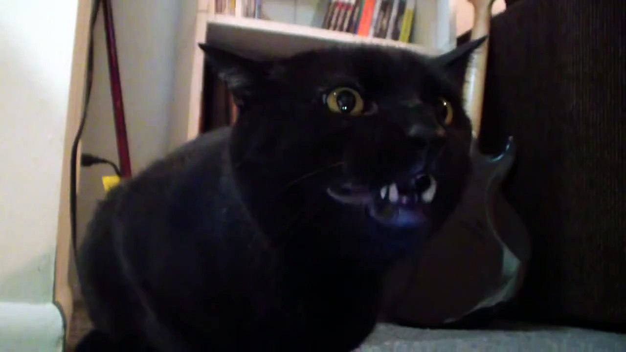 Talking Kitty Cat 29 -  Kitten Sitting