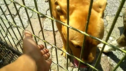 Ataşehir Hayvan Barınağı - Pitbullar