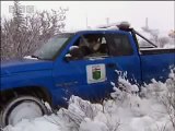 Animal rescue - polar bears - BBC wildlife