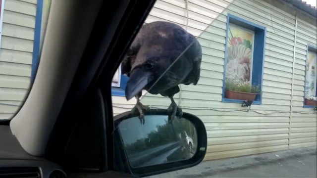 Наглый ворон тяпнул за палец