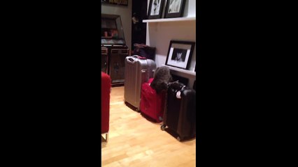 Cat stuck in a suitcase