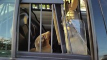 Sea lion pup apprehended by police for school trespassing