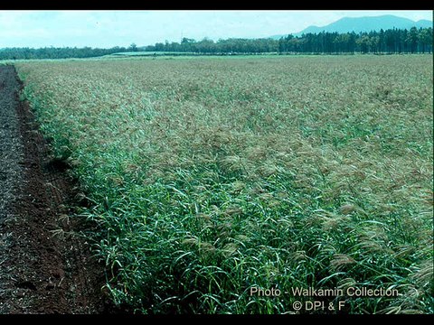 Rhodes ghaas ka waqt e kasht Dr.Ashraf Sahibzada