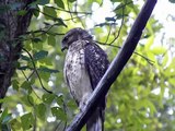 Close-up of Red-shouldered Hawk Preening and Calling