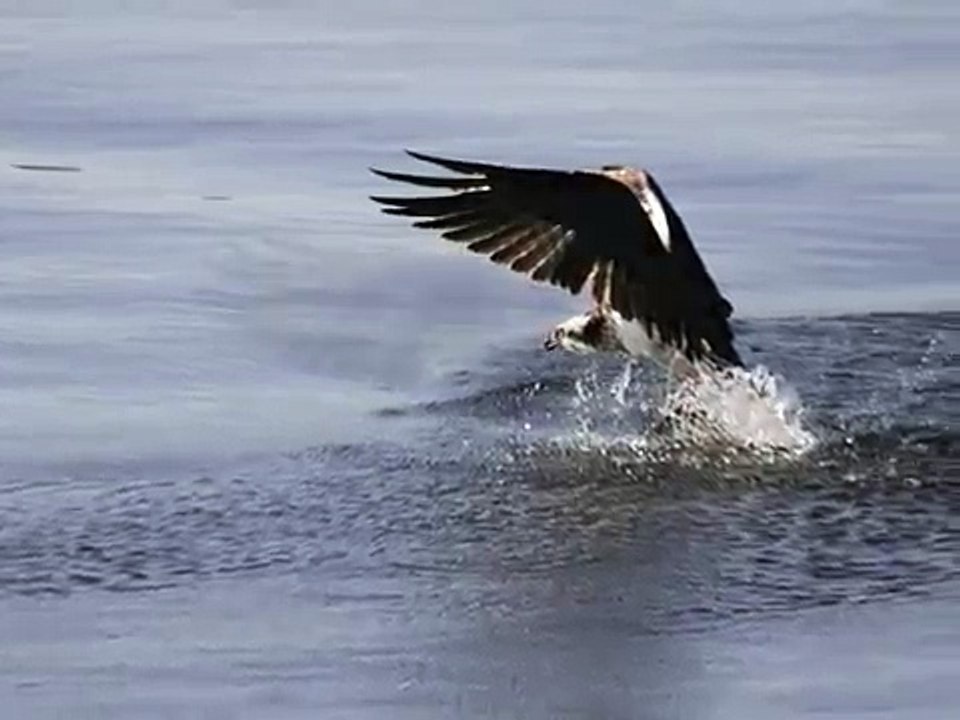 Osprey Fishing