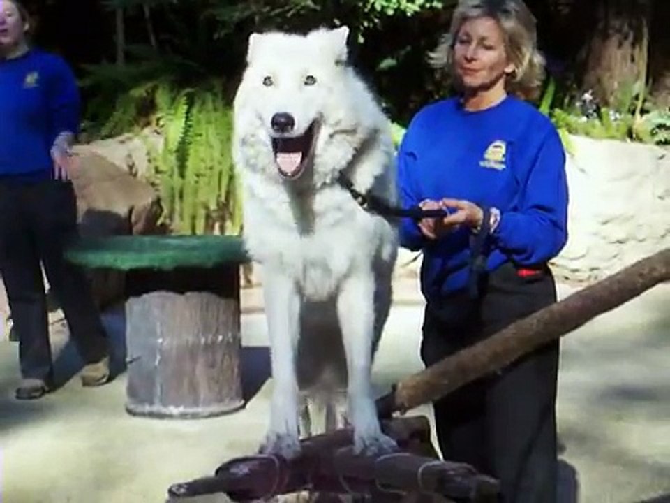 Howling Wolf
