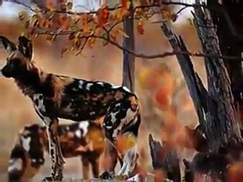 çok güzel doga manzaralari...