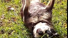 Вставай толстый пес | Get up fat dog | Levez-vous chien de la graisse