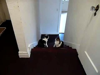 Cat Boxing Match - Funny Cat Videos