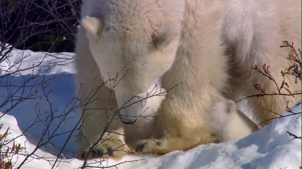 Expeditionen ins Tierreich - Das Abenteuer der Eisbärenkinder: Eisbärenkinder beim Spielen