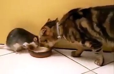 Fare ile kedinin ilginç arkadasligi
