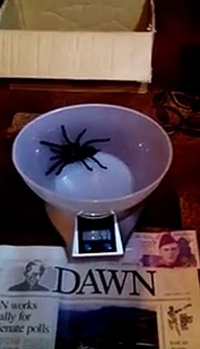 Taruntula spider 53 m