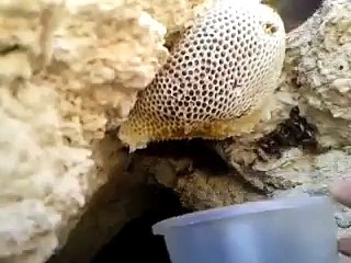 Arılar balı kendileri için yaparlarmış peki o zaman