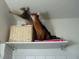 Cutest Abyssinian kittens / cats talking with a small bug