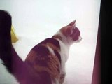 大雪で引き返す猫