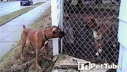 Boxers Go Back and Forth