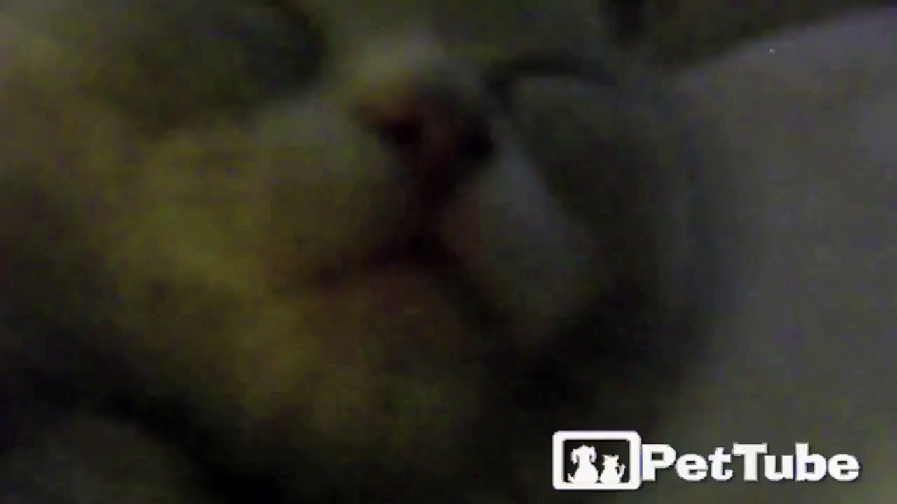 The CUTEST Kitten Dreams