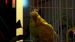 Sunshine the Parakeet Singing 