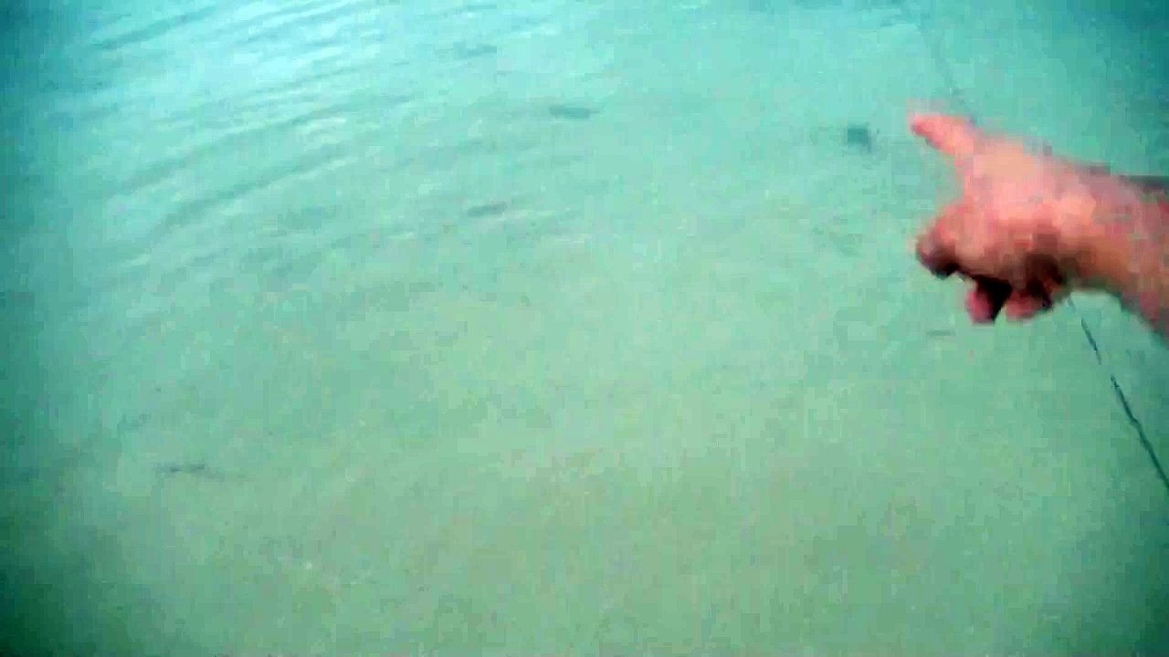 Big Crabs Just Meters From The Shore